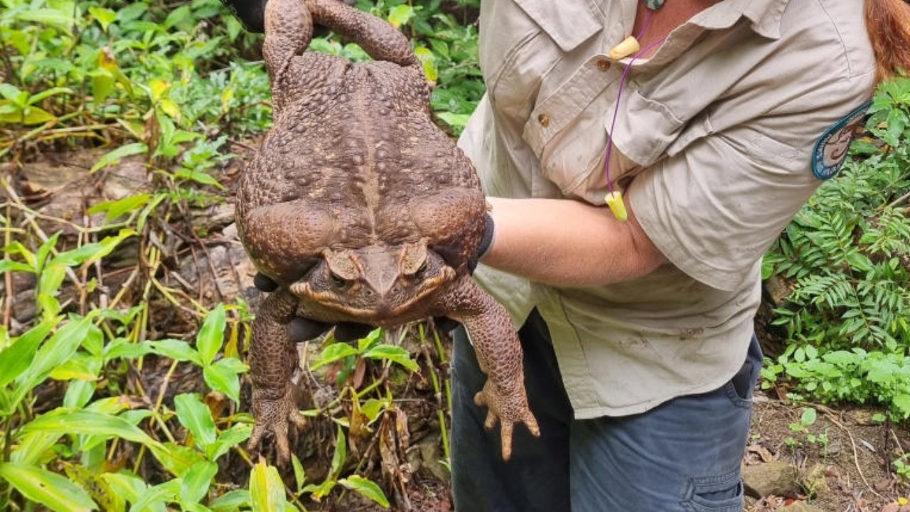 Divovska žaba, šest puta veća od prosječne žabe i teška 2,7 kilograma, pronađena je u prašumama Queenslanda u Australiji.