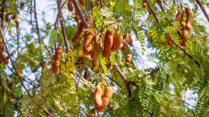 Tamarind (Tamarindus indica) je tropsko voće koje je kod nas relativno nepoznato, a ovo voće zapravo je pravo otkriće