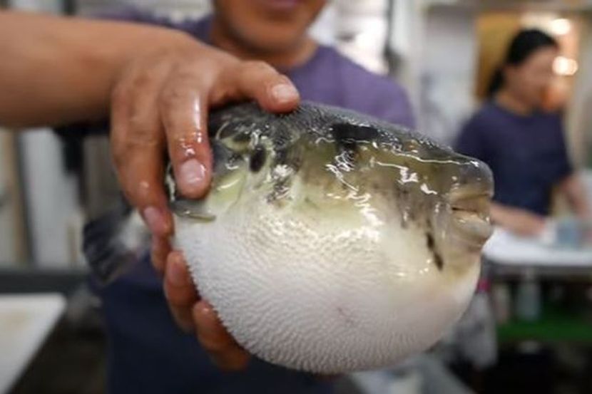 fugu riba