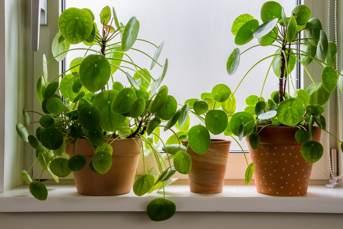 Biljka kineski dolar (lat. Pilea peperomioides) sve je češći odabir u mnogim domovima jer svojim izgledom i simbolikom - osvaja na prvu!