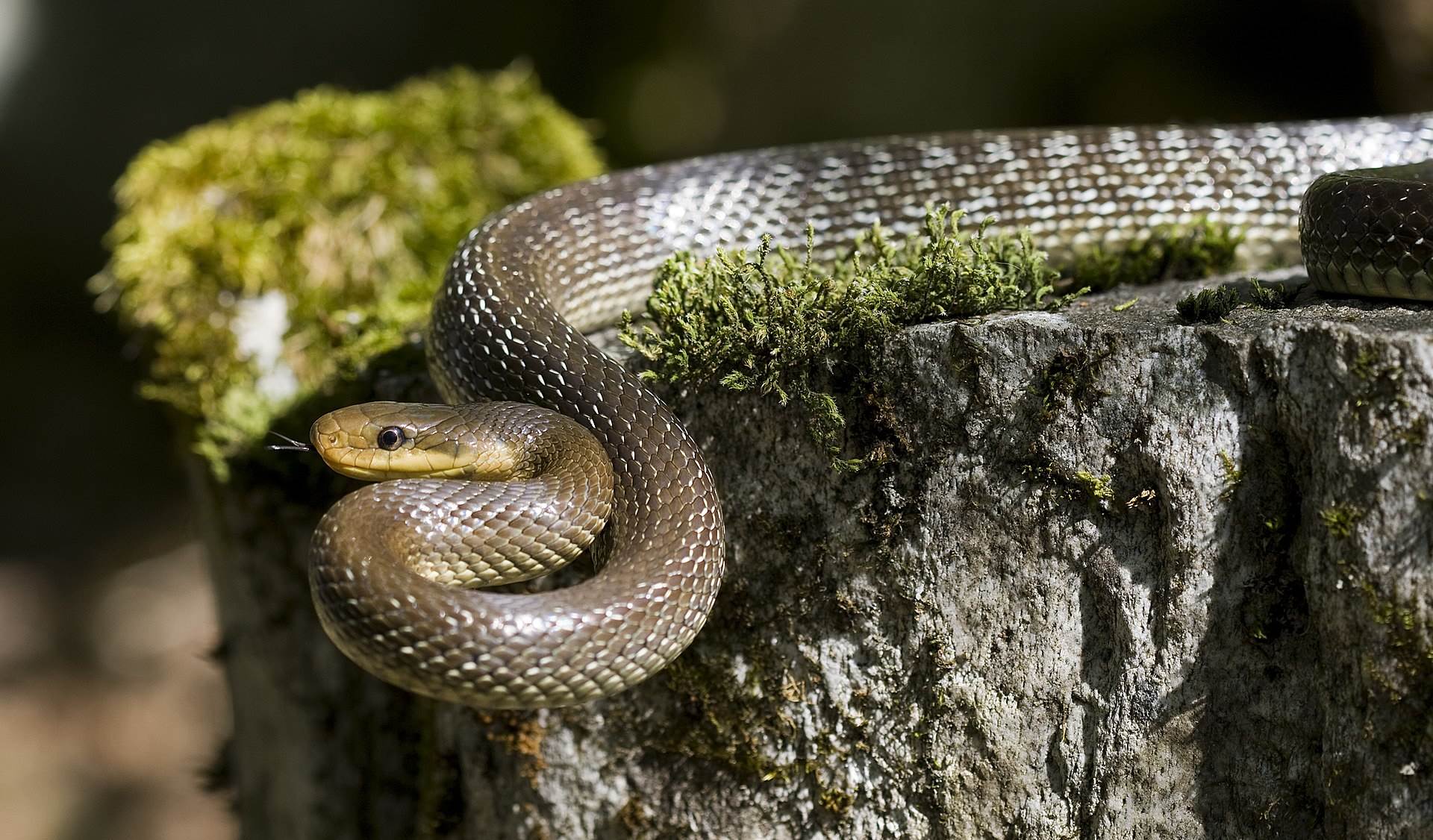 Zmije su sastavni dio našeg okruženja, i kao takve imaju značajnu ulogu u funkcionisanju cijelog ekostistema