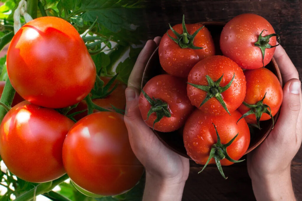 Paradajz možete naći u salatama, umacima, pečenjima, supama. Ovo povrće je svestrano i možete ga jesti sirovo, kuhano ili pečeno